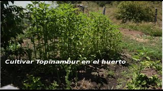 Cómo cultivar topinambur [upl. by Biddy7]