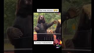 That was mine🤣🤣funny yt ytviral fyp fypシ゚viral bears animals [upl. by Trahurn763]