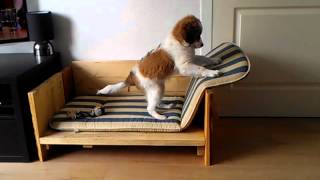 Kooikerhondje Zorra 12 weeks couch [upl. by Estel191]