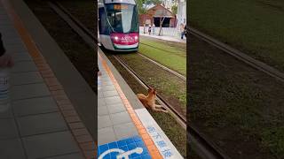 Dog Just Sitting On Train Track shortsvideo [upl. by Ban]