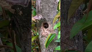 Baby Asian Barbet Growing Up in Tree Cavities – Parent Birds Feeding Their Hungry Chick [upl. by Ahsinot]