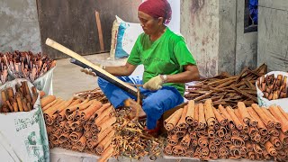 How They Harvest Tons of Expensive Cinnamon by Hand [upl. by Melisa]