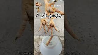 Treatment of Infected Foot in Backyard Chickens  BumbleFoot in Poultry Birds  Dr ARSHAD [upl. by Werdma]