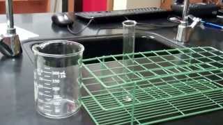 Cell Membrane Permeability Lab [upl. by Ping]