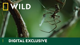 Discover the amazing diversity of spider webs  Wild Hunters  National Geographic Wild UK [upl. by Jessee160]