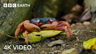 A Journey Across Our Planet  4K UHD  Planet Earth II  BBC Earth [upl. by Elish]