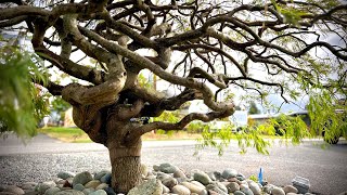 First pruning of a big Japanese laceleaf maple in Mukilteo WA  Early September [upl. by Sonahpets]