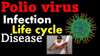 Polio virus life cycle explained [upl. by Anigriv]