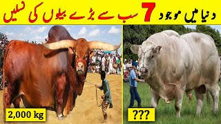 7 Most Biggest Bull Breeds Of The World  Qurbani 2023  Bakra Mandi  NYKI [upl. by Atsira920]