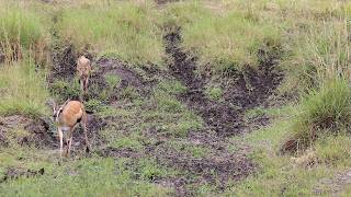 Gazelle mother and fawn have no idea whats around the corner [upl. by Stevana893]