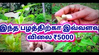 physalis minima tamil  சொடக்கு தக்காளி [upl. by Ylevol533]