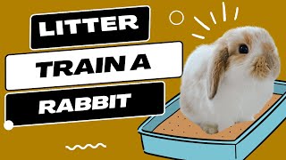 What NO ONE Tells You About Litter Training A Rabbit [upl. by Amory]