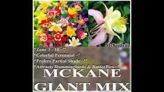 McKanas Giant Mix Columbine Seed  Aquilegia hybrida FLOWER SEEDS on wwwMySeedsCo [upl. by Eened142]