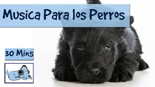 Musica para relajar a tu perro estresado Musicoterapia para perros [upl. by Aloysia]