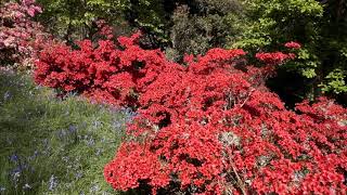 Three azaleas  Caerhays [upl. by Anaillil]