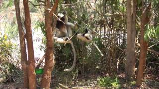 cute sifaka jumping HD [upl. by Duong663]