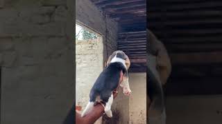 Beagle puppies for sale [upl. by Yaniv354]