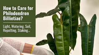 How to Care for Philodendron Billietiae Light Watering Repotting Staking and More [upl. by Anselma]