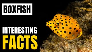 Amazing facts of Boxfish  Interesting Facts  The Beast World [upl. by Ray213]