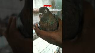 Roller pigeon kabootar topclass video 🕊️🕊️🕊️🕊️🕊️🕊️ [upl. by Annaerb]