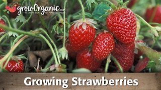 How to Grow Organic Strawberries [upl. by Amaryl]