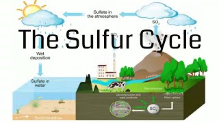 Sulfur Cycle [upl. by Vorster]