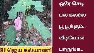 சேஞ்சிங் ரோஸ் வளர்ப்பு பயன்  Colour Changing Character of Confederate Rose  Change Rose Plants [upl. by Eerac]