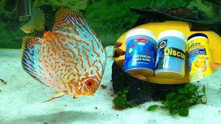 Common Discus Fish Food Review [upl. by Chatwin756]