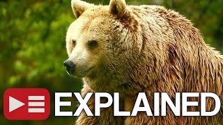 Unedited Footage of a Bear EXPLAINED [upl. by Anyel]