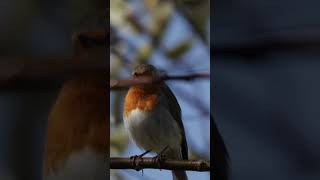 Robin singing [upl. by Bennett]