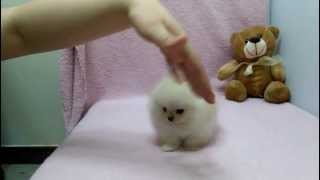 Micro teacup Pomeranian puppies for sale [upl. by Emlynne]