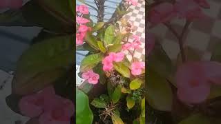 🥰Euphorbia milii shortvideo happinessgarden houseplants ♥️ [upl. by Geri307]