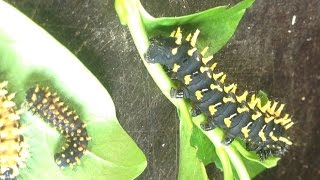 Antherina suraka  Essbarer Seidenspinner aus Madagaskar [upl. by Laris153]