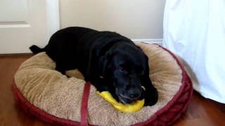 Kodi the Black Lab playing with squeaky toy [upl. by Gatian]