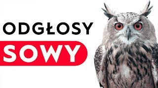 Sowa  odgłosy sowy [upl. by Harrus]