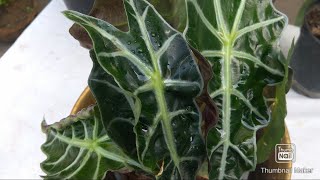 Alocasia Amazonica  Alocasia Pollysmaller variety care and guide [upl. by Buseck]