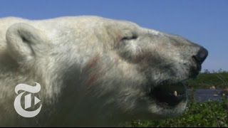 Fast Food for Polar Bears  The New York Times [upl. by Swirsky832]