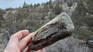 Trip to Congleton Hollow in Search of Agate Limb Casts Rockhounding Oregon 2024 [upl. by Sheffie]