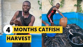 Big Catfish for Harvest in less than 4 months catfishfarm fishing [upl. by Ferdy]