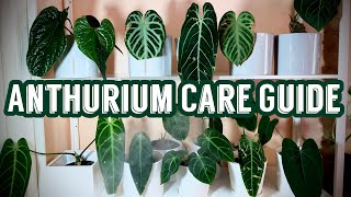 A Comprehensive Anthurium Care Guide [upl. by Ahseat]