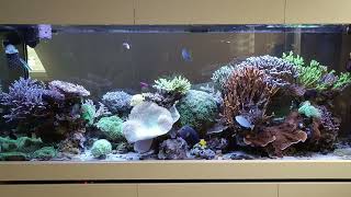 Peninsula Reeftank after 3 Years and 3 Month [upl. by Ahsias]