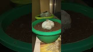 STEPHANIA ERECTA DAY 1st Wait For Next Updatelike indoorplants greenleaves 1kviewers 1ksubs [upl. by Odlonyer]