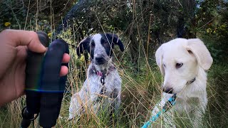 Paseando cachorros de mastín por Primera Vez 😭 [upl. by Calvinna]