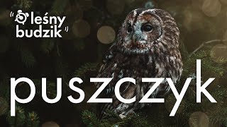 Leśny Budzik  Puszczyk [upl. by Ordnazil]