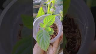 Garden Tips 😀🌿☘️gardenindia instagram viralvideosrilankaviralshort flowerscapcutlovemusic [upl. by Ruvolo]