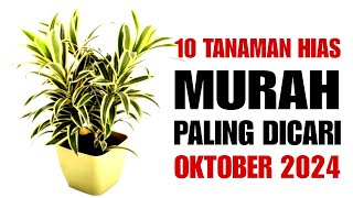 10 Tanaman Hias Murah Paling Dicari di Bulan Oktober 2024 [upl. by Celestyn32]