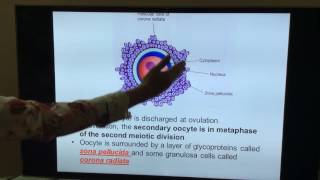 General Embryology  Part II  First and second week of development by Dr Vijaya [upl. by Analla]