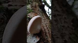 A Complete Guide to Identifying Birch Polypore in the Wild mushroom foraging [upl. by Radnaskela153]