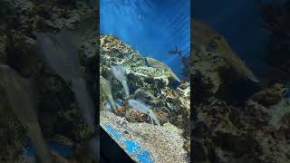 【サンシャイン水族館】アオリイカ コウイカ最大種 コブシメ [upl. by Amaj]