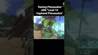 Taming Pteranodon ARK “Level 10 tame Pteranodonquot [upl. by Helga583]